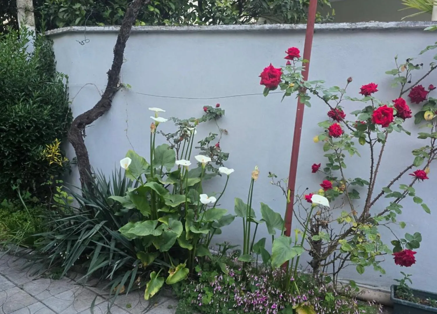 Joel House Tirana Διαμέρισμα